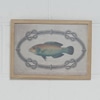 Porta Retrato Peixe